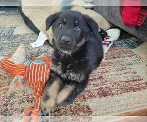 German Shepherd Dog Puppy for sale in MC CONNELLSBURG, PA, USA