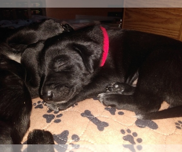 Medium Photo #16 Belgian Malinois-German Shorthaired Pointer Mix Puppy For Sale in SALINAS, CA, USA