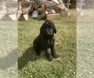 Bernedoodle Puppy for Sale in RUSHVILLE, Indiana USA