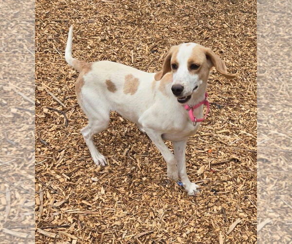Medium Photo #4 Mutt Puppy For Sale in Rustburg, VA, USA