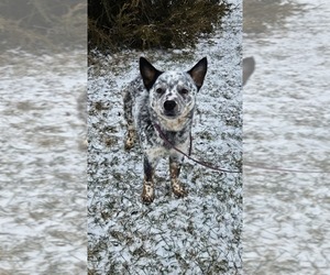 Australian Cattle Dog Puppy for sale in STEVENSVILLE, MI, USA