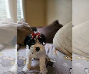 Schnauzer (Miniature) Puppy for sale in EATONTON, GA, USA