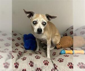 Chihuahua Dogs for adoption in Redlands, CA, USA