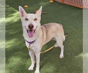 German Shepherd Dog-Siberian Husky Mix Dogs for adoption in Las Vegas, NV, USA