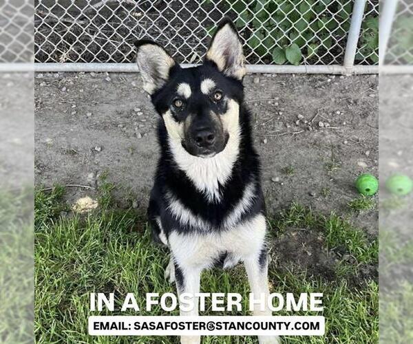 Medium Photo #2 German Shepherd Dog Puppy For Sale in Modesto, CA, USA