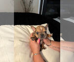 Small #3 French Bulldog