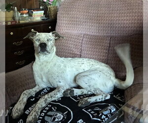 Mutt Dogs for adoption in Sandy, UT, USA