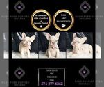 Puppy 10 French Bulldog