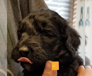 Goldendoodle Puppy for sale in WILLISTON, ND, USA