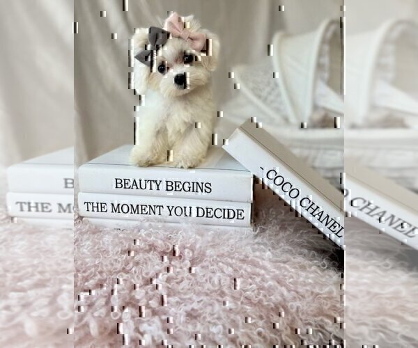 Medium Photo #18 Maltese Puppy For Sale in HOUSTON, TX, USA