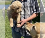 Small #2 Golden Retriever