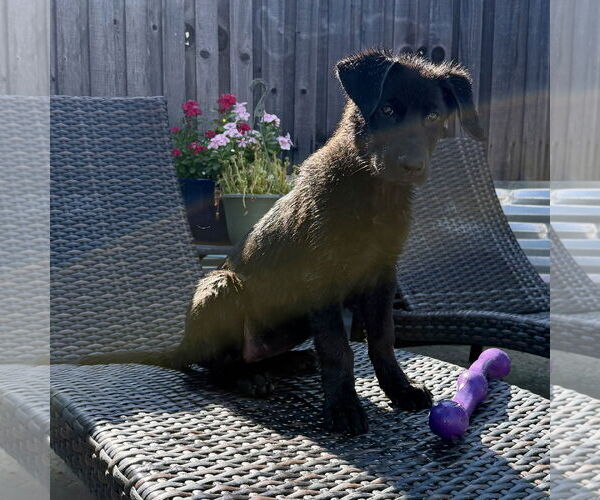 Medium Photo #2 Mutt Puppy For Sale in Denton, TX, USA