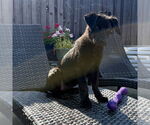 Small #1 Mutt