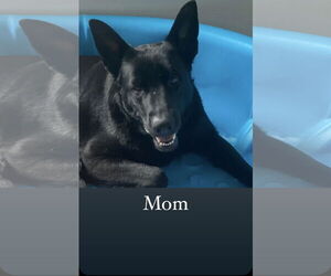 Molly - Female German Shepherd Dog Dog for Adoption - Photo #4