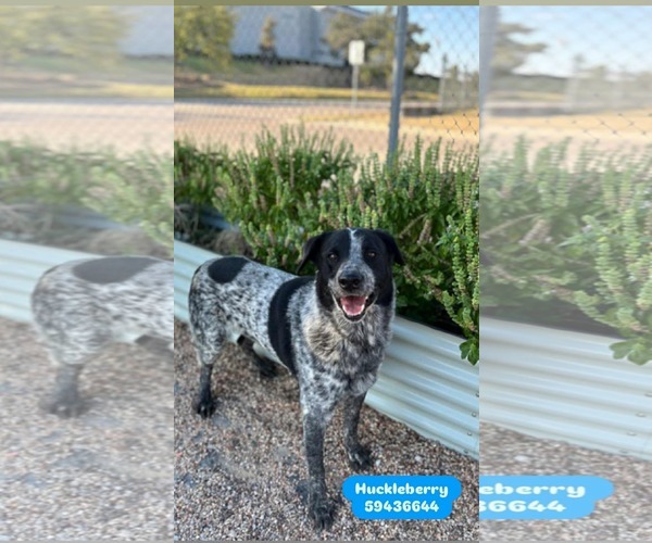 Medium Photo #3 Mutt Puppy For Sale in Dallas, TX, USA