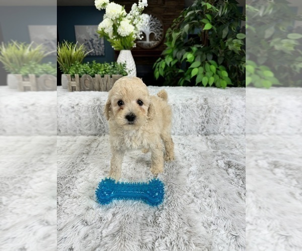 Medium Photo #1 Goldendoodle (Miniature) Puppy For Sale in GREENFIELD, IN, USA