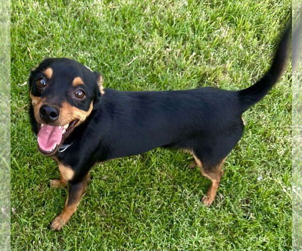 Medium Photo #4 Chipin Puppy For Sale in Phoenix, AZ, USA