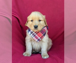 Golden Retriever Puppy for sale in OXFORD, PA, USA