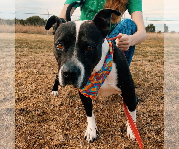 Medium Photo #2 Boxer-Unknown Mix Puppy For Sale in Denton, TX, USA