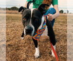 Small #1 Boxer Mix