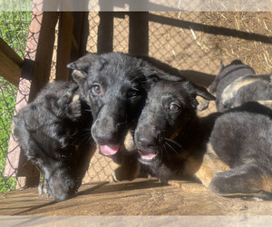 Medium German Shepherd Dog