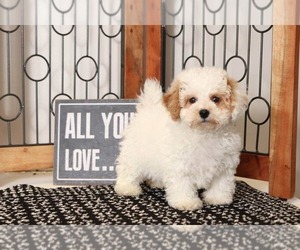 Poochon Puppy for sale in NAPLES, FL, USA