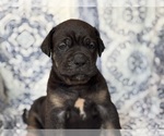 Image preview for Ad Listing. Nickname: Dakota