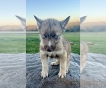 Small Photo #4 Siberian Husky Puppy For Sale in DEARBORN, MO, USA