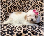 Small #9 Goldendoodle (Miniature)