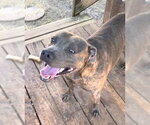 Small #4 American Pit Bull Terrier Mix