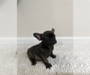 French Bulldog Puppy for sale in CHARLESTON, SC, USA