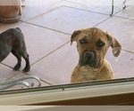 Small Photo #43 Boerboel Puppy For Sale in LAS CRUCES, NM, USA