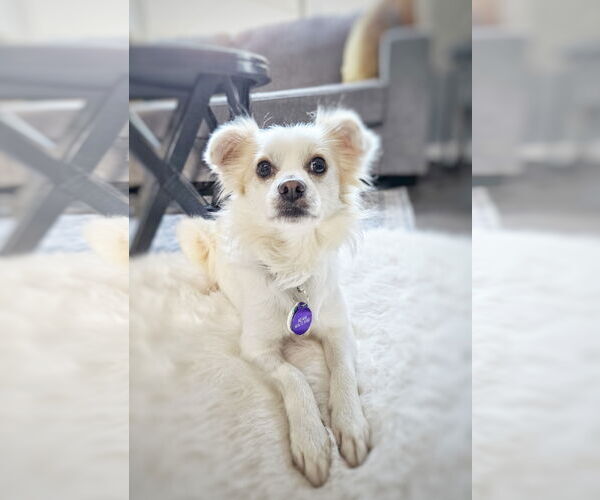 Medium Photo #2 Mutt Puppy For Sale in Pittsburg, CA, USA