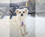 Small #1 Mutt