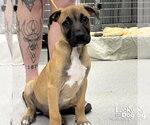 Small #1 Mutt