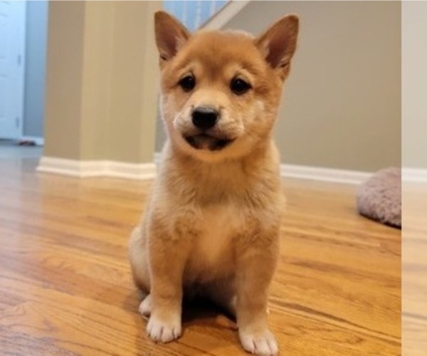 Medium Photo #3 Shiba Inu Puppy For Sale in CARPENTERSVILLE, IL, USA