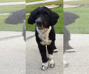 Australian Shepherd-Unknown Mix Dogs for adoption in Valrico, FL, USA