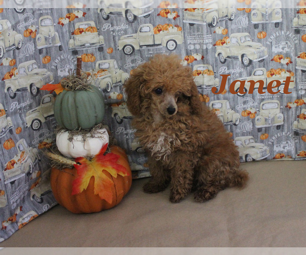 Medium Photo #2 Poodle (Toy) Puppy For Sale in CHANUTE, KS, USA