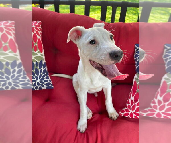 Medium Photo #5 Mutt Puppy For Sale in Wenonah, NJ, USA