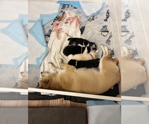 Shiba Inu Litter for sale in ELIZABETH CITY, NC, USA
