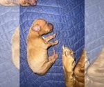 Small Photo #6 Vizsla Puppy For Sale in ABILENE, TX, USA