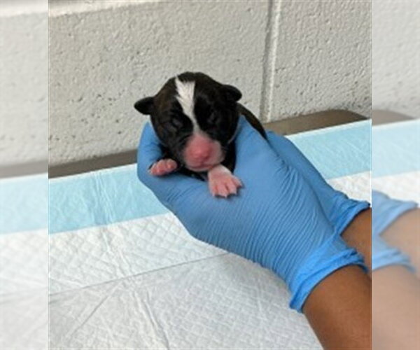 Medium Photo #1 Argentinian Mastiff Puppy For Sale in San Bernardino, CA, USA