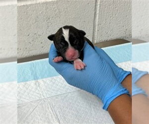 Argentinian Mastiff Dogs for adoption in San Bernardino, CA, USA