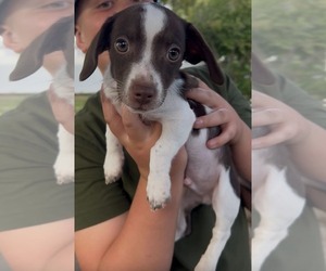 Dachshund-Unknown Mix Dogs for adoption in Sandy, UT, USA