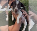 Wyoming - Male Dachshund-Unknown Mix Dog for Adoption - Small photo