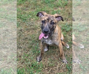Huskies -Labrador Retriever Mix Dogs for adoption in McDonough, GA, USA
