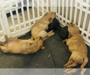 Golden Retriever Puppy for sale in DERIDDER, LA, USA