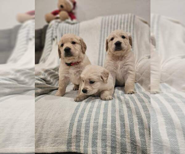 Medium Photo #4 Golden Retriever Puppy For Sale in SACRAMENTO, CA, USA