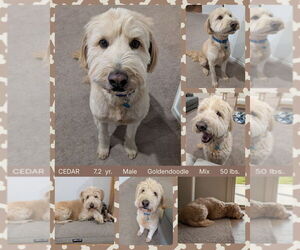 Golden Retriever-Unknown Mix Dogs for adoption in Mesa, AZ, USA