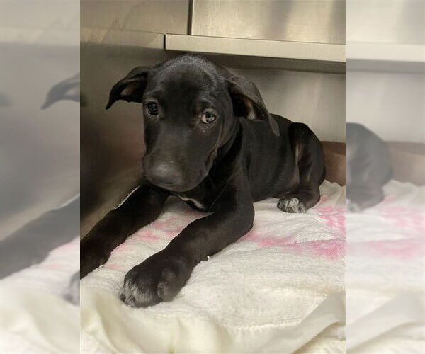 Medium Photo #1 American Staffordshire Terrier-Unknown Mix Puppy For Sale in Waco, TX, USA